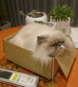 ねこちゃんたち